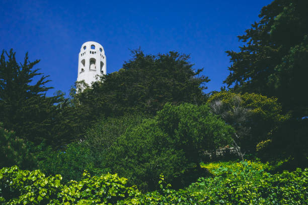 Coit Tower over trees in San Francisco, California, USA stock photo