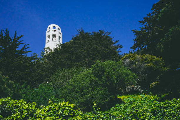 coit tower sobre árvores em são francisco, califórnia, eua - tower coit tower san francisco bay area san francisco county - fotografias e filmes do acervo