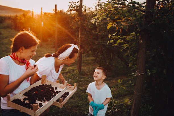 istock The family picks blackberries 1264856592