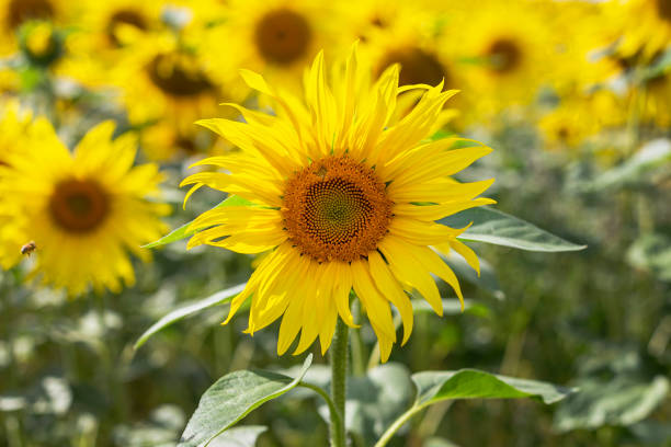 istock A large field of blooming sunflowers. 1264857476