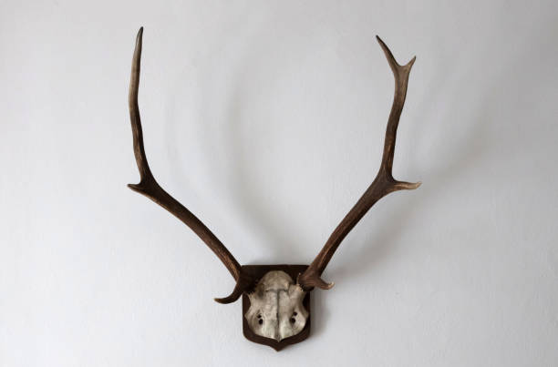 istock Antler as a hunting trophy, hanging on the wall 1264857564