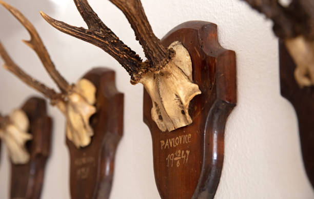 istock Antler as a hunting trophy, hanging on the wall 1264857610