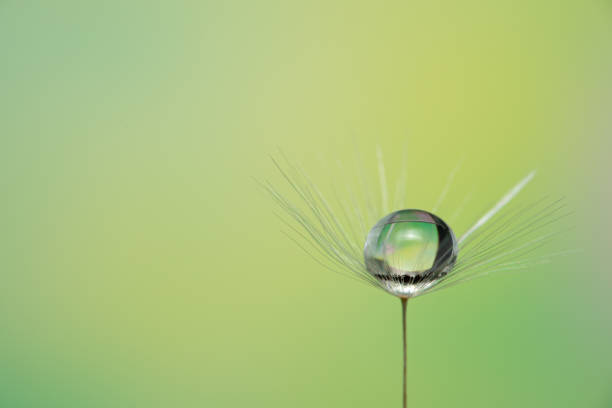 水滴を含む単一のタンポポ種子 - dandelion nature water drop ストックフォトと画像