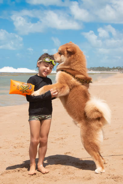 Dog and child having fun on the beach