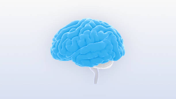 istock Brain head human mental idea mind 3D illustration background 1264859141