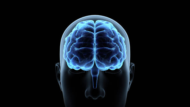 istock Brain head human mental idea mind 3D illustration background 1264859163