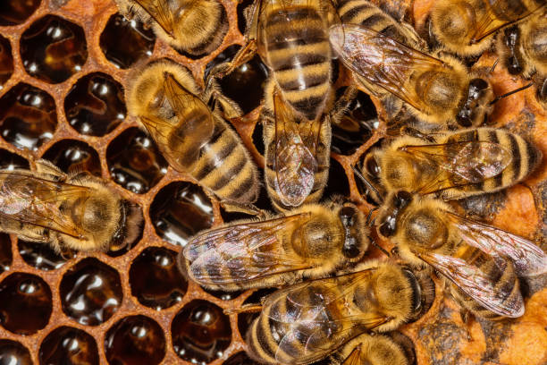 istock Bees on a honeycomb. Bees in the hive 1264859273