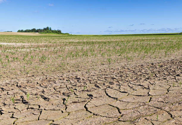 istock agricultural field with a crop 1264860020