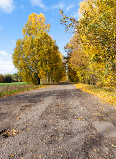 paved road with trees - abounding imagens e fotografias de stock