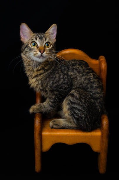 istock Kitten sitting on a chair. 1264860224