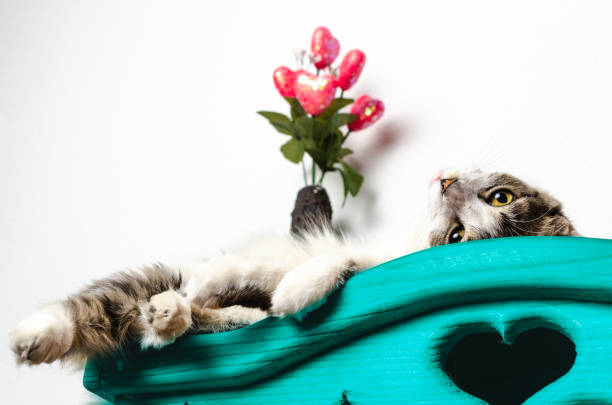 istock Cat lying on furniture. 1264860261