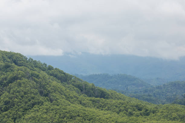 istock Nature view of tree and green forest with sky and cloud with copy space using as background natural green plants landscape, ecology, fresh wallpaper concept. 1264860378