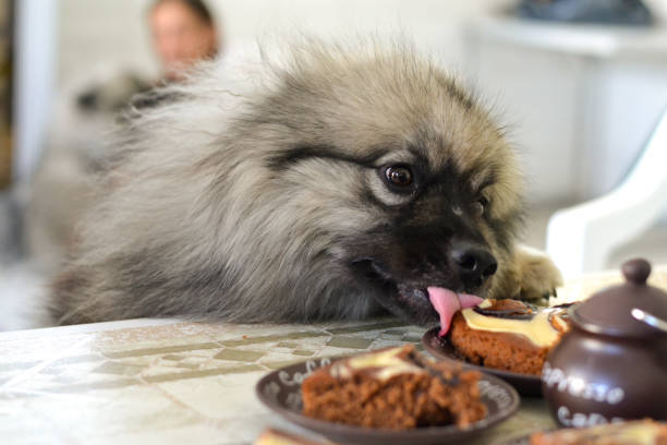 푹신한 개는 테이블에서 음식을 훔친다 - keeshond 뉴스 사진 이미지