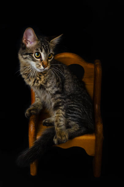 istock Kitten sitting on a chair. 1264860670