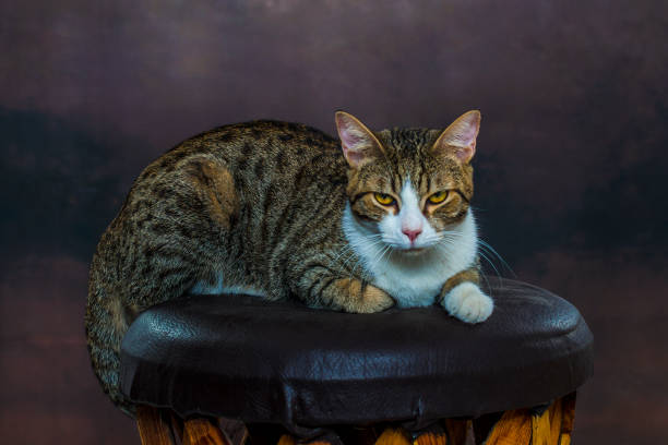 istock Kitten sitting on a chair. 1264861236