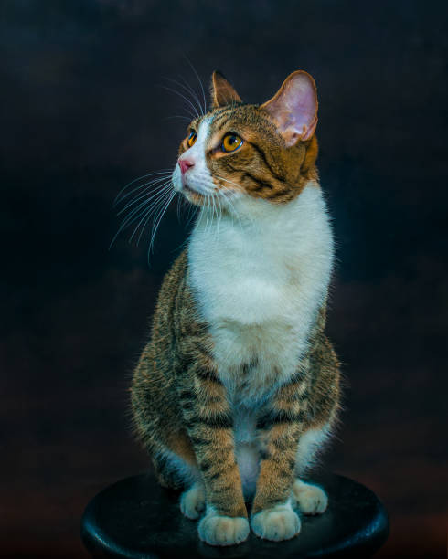 istock Kitten sitting on a chair. 1264861252