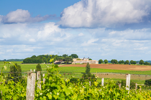 Famous Saint-Émilion vineyard near Bordeaux, France.