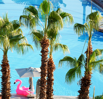 inflatable flamingo floating in the pool among the palm trees