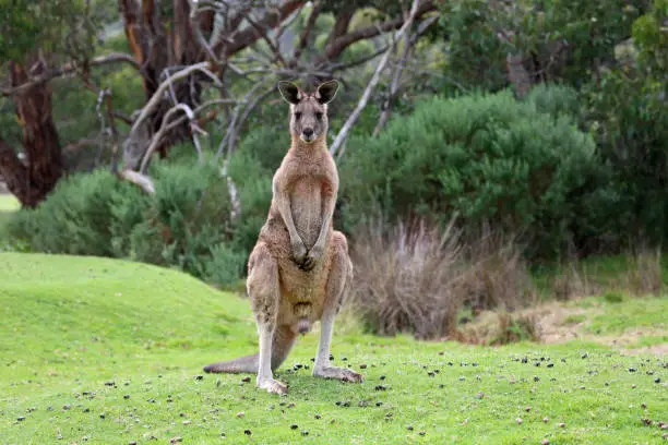 Photo of Scene with big male Kangaroo