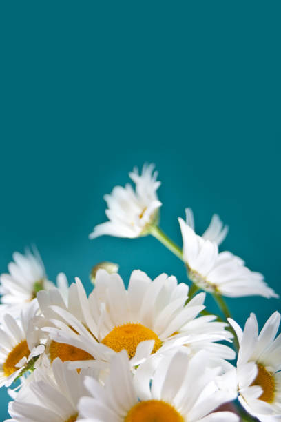 istock Chamomile flowers on the blue background. Copy space. Spring or summer background concept. 1264862842