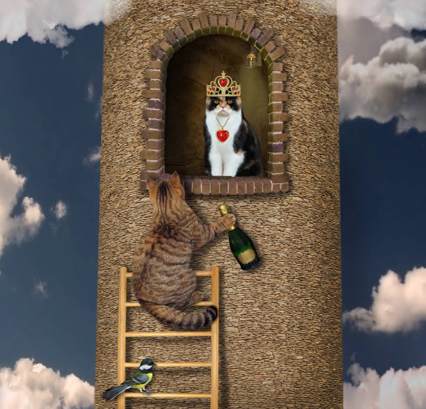 istock Cat climbs up to his beloved 3 1264862908