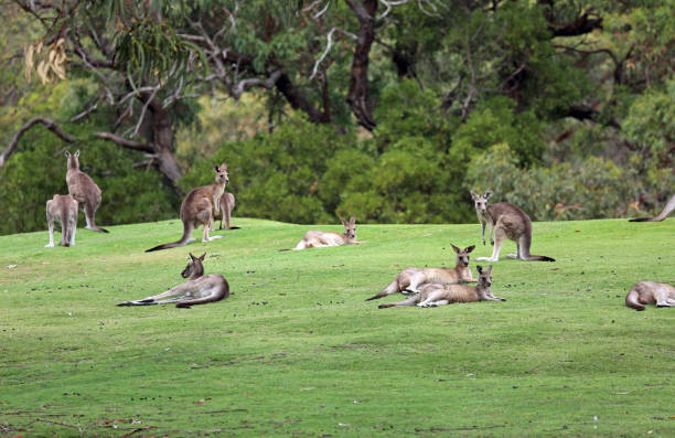 Kangaroo mob Wild kangaroo in Anglesea golf course, Victoria, Australia great ocean road photos stock pictures, royalty-free photos & images
