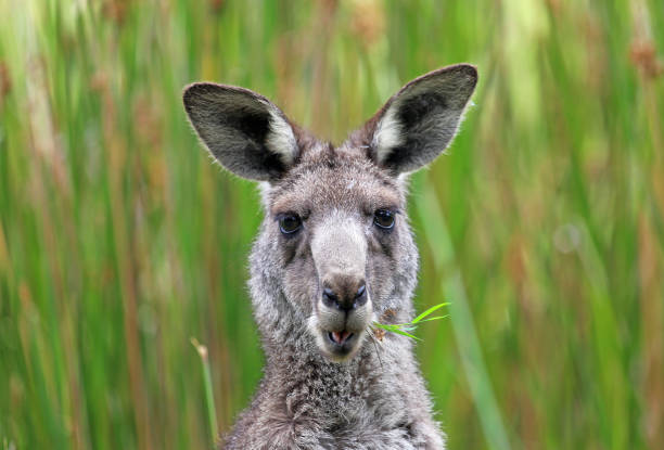istock Portrait of Kangaroo with grass in its mouth 1264862993