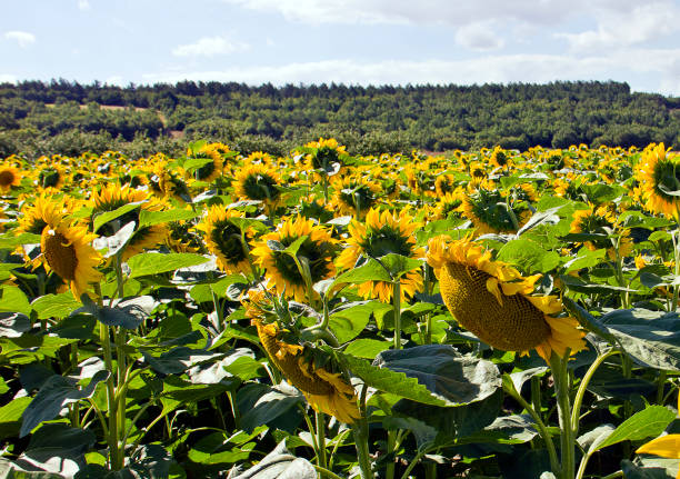 sunflowers - kirklareli imagens e fotografias de stock