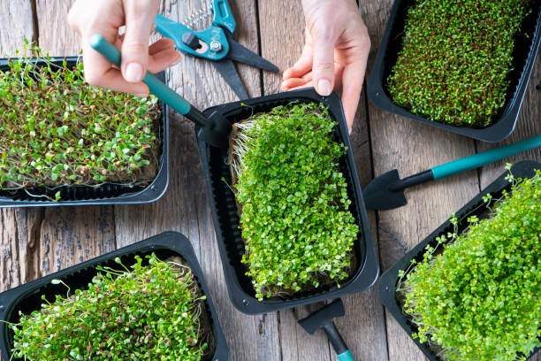 istock Microgreen growing. Micro green sprouts in a trays on a rustic wooden table. 1264863906