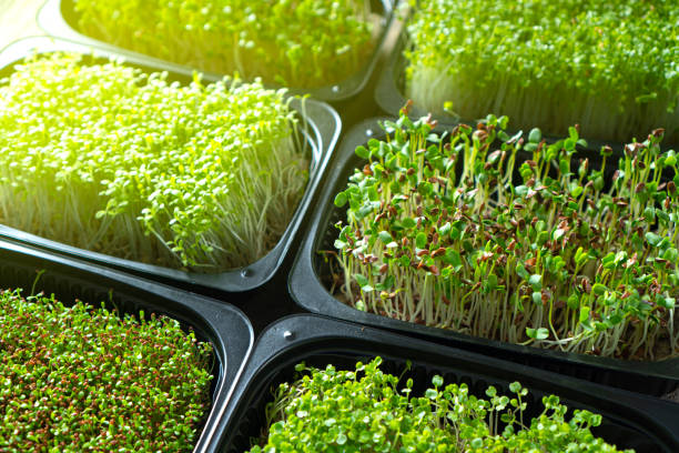 istock Microgreen sprouts in a black trays close-up 1264863934