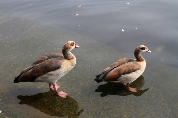 istock A view of an Egyptian Goose 1264866016