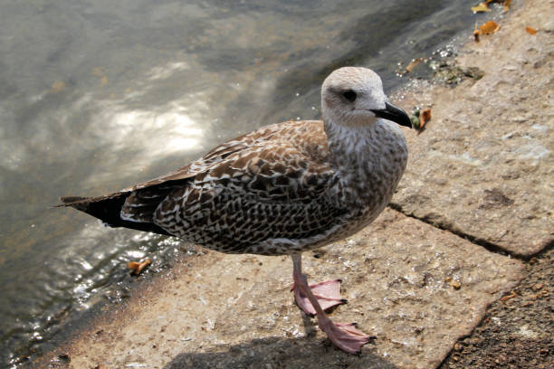 istock A view of a Herring Gull 1264866091