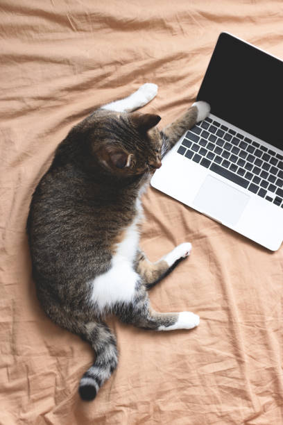 istock Gray tabby cat lies on the bed with laptop. 1264866098