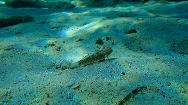 istock Black goby (Gobius niger) undersea, Aegean Sea, Greece, Halkidiki 1264866196