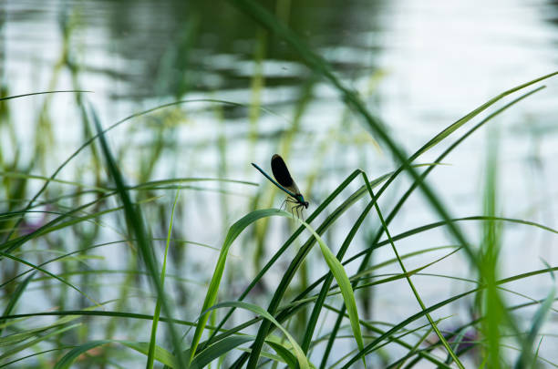 A Dragonfly on the river bank on the green grass, life
