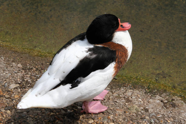 blick auf einen shelduck - brandgans stock-fotos und bilder