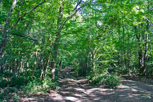 iğneada longoz forest located in Strandzha Mountain Range Kırklareli, northwestern Turkey, close to Bulgarian-Turkish border.