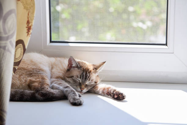 Tabby, three-colored cat sleeping on wooden bench by the window.