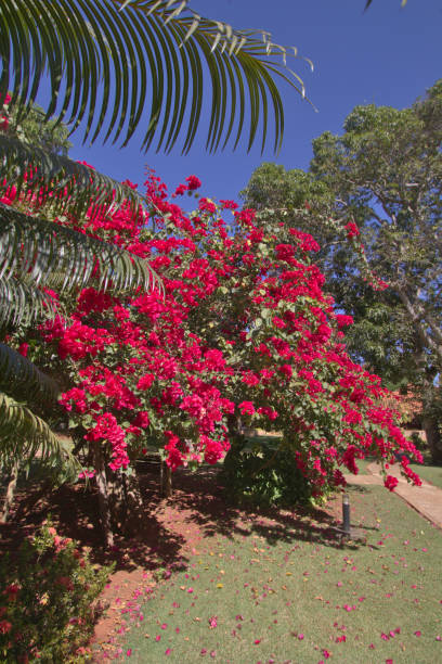istock Bougainville - brazilian red flower 1264870614