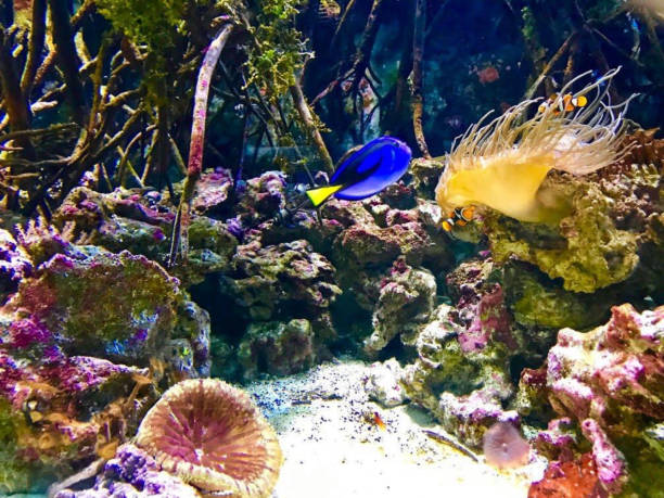 istock Colorful sea life 1264870909