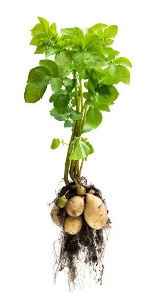 Photo of Potato plant with tubers on white background