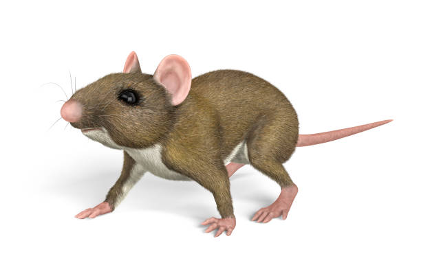 istock Portrait of a mouse 1264871641
