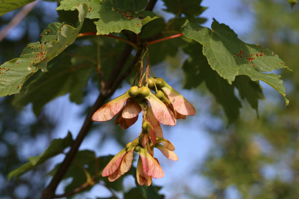 Group of maple seeds attached to the plant stock photo