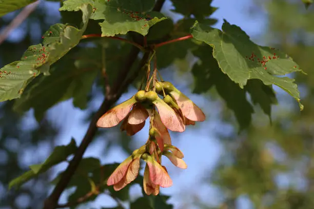 Group of maple seeds attached to the plant in the sun