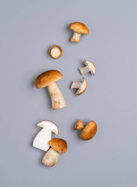 funghi piatti giacevano su un tavolo grigio. fungo boletus edulis isolato su sfondo colorato - porcini mushroom foto e immagini stock