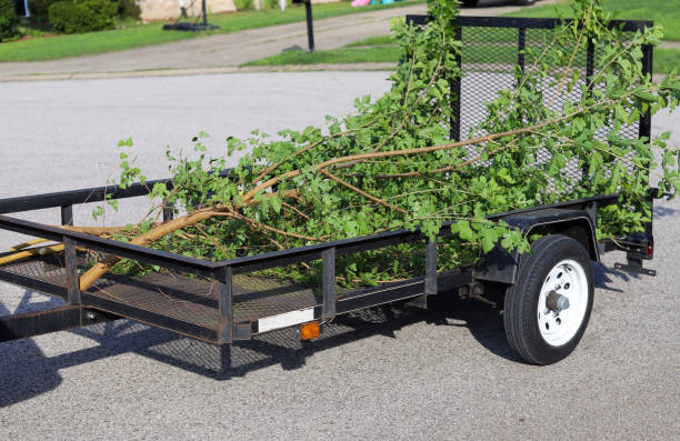 istock A pile of tree branches after a tree removal service 1264874008