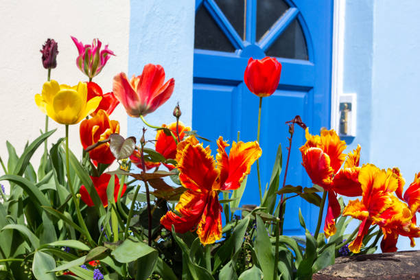 Tulips in front of a door on Hartland Road in Camden, London