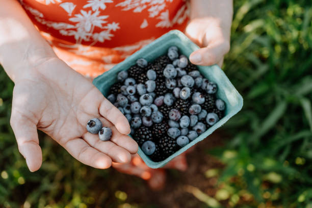 istock Picking Blackberry at the organic farm 1264879463