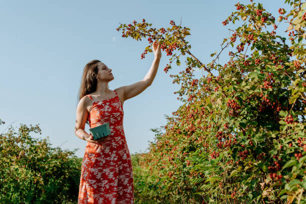 Picking Blackberry at the organic farm