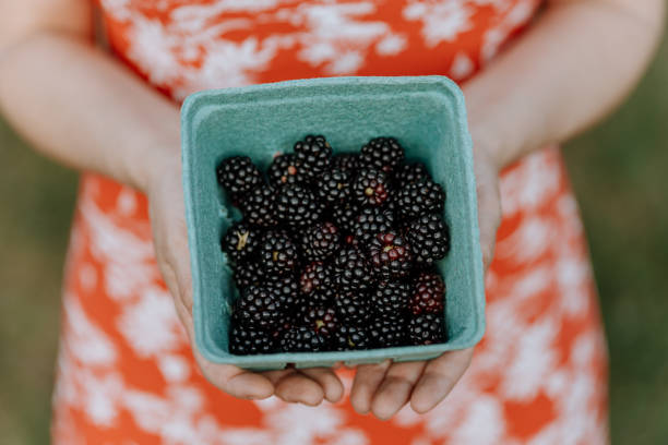 Picking Blackberry at the organic farm